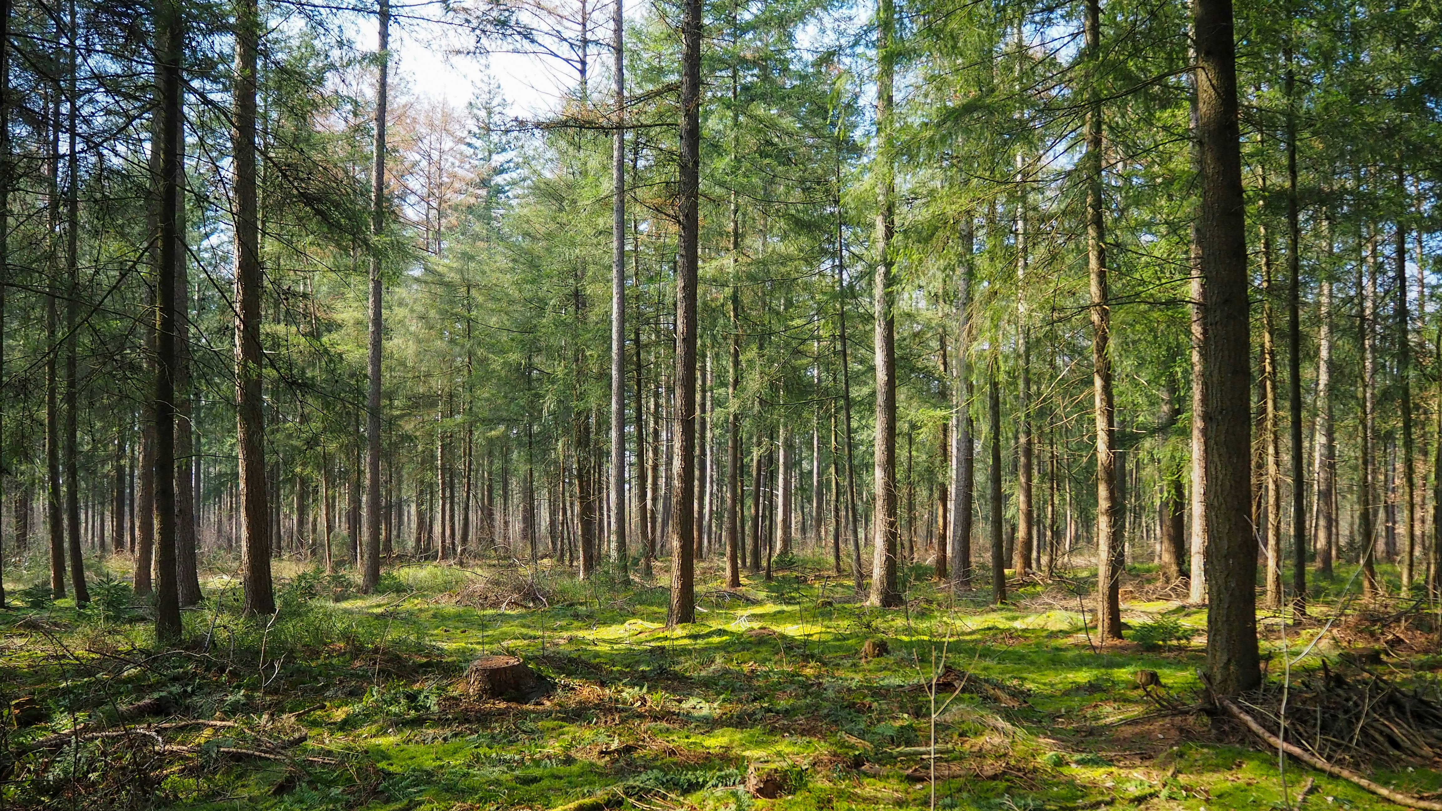 Pine forest